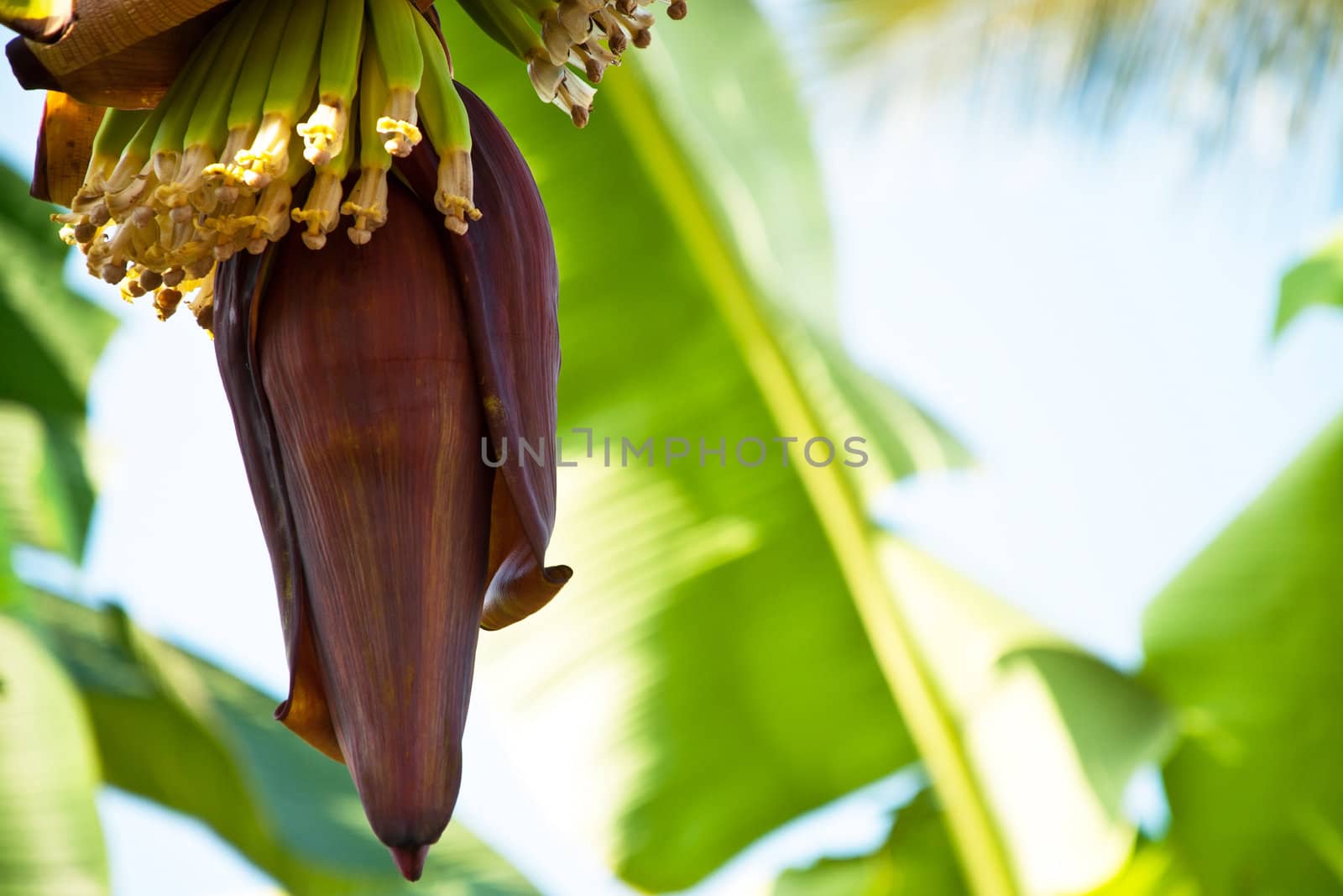 Banana tree with a bunch of bananas