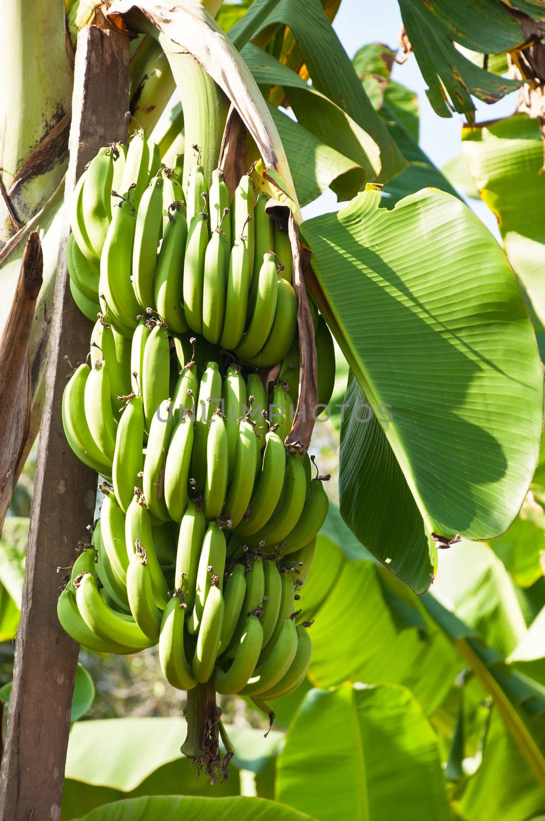 Banana tree with a bunch of bananas