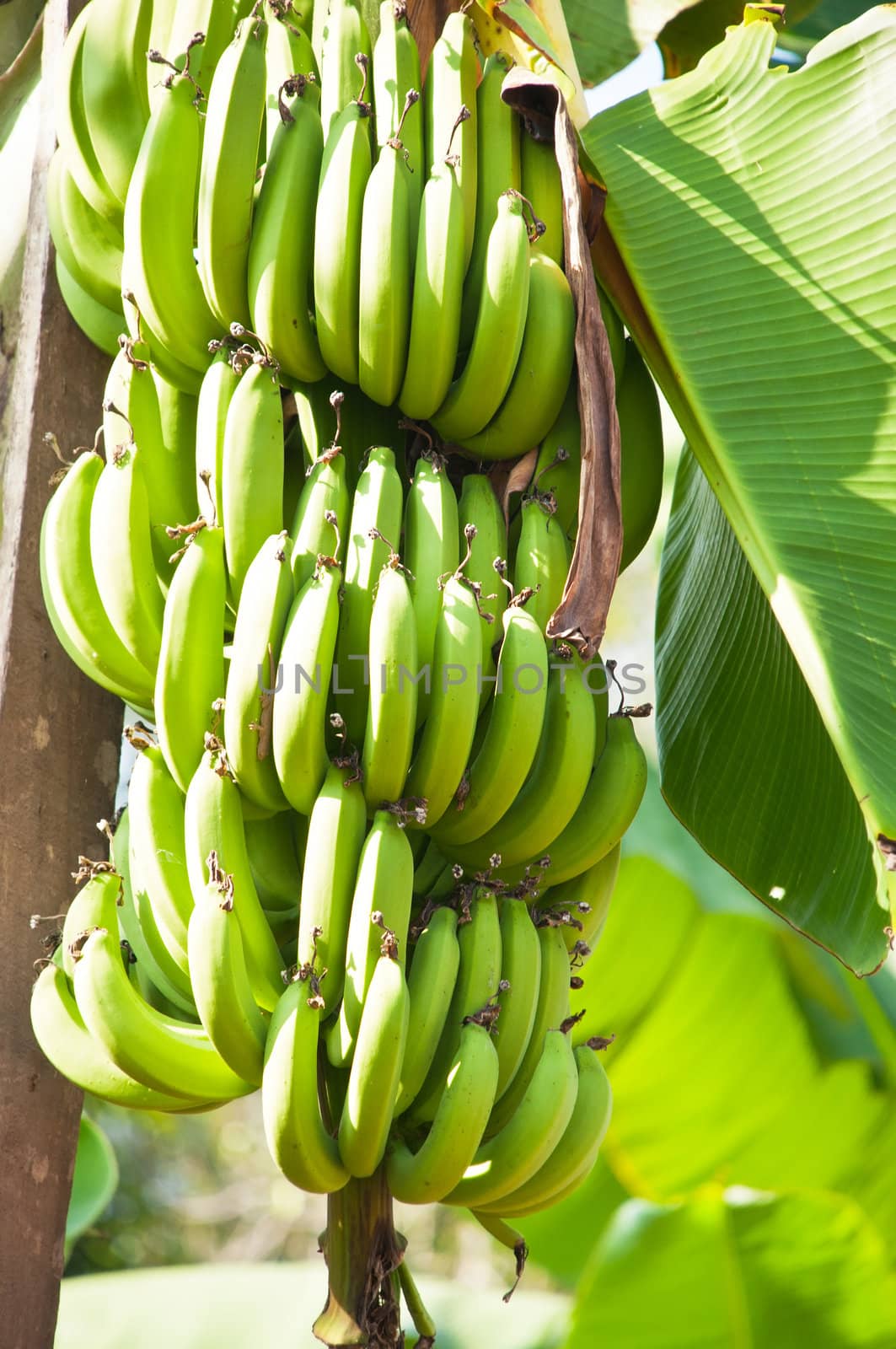 Banana tree with a bunch of bananas