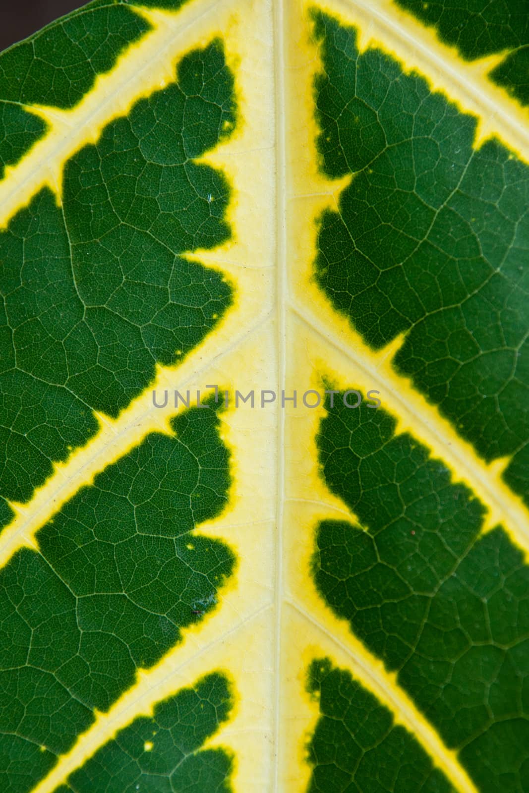 Texture of a green leaf as background in nature