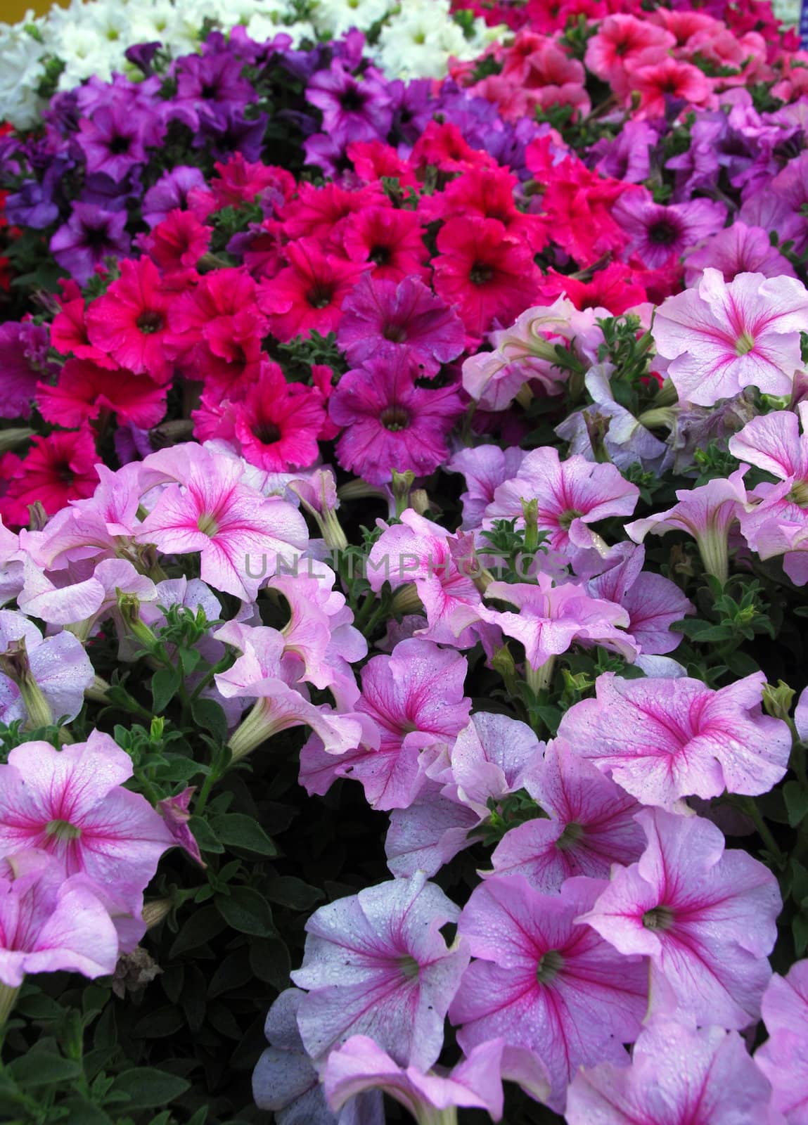 petunia pink purple white flower cluster in bloom in spring