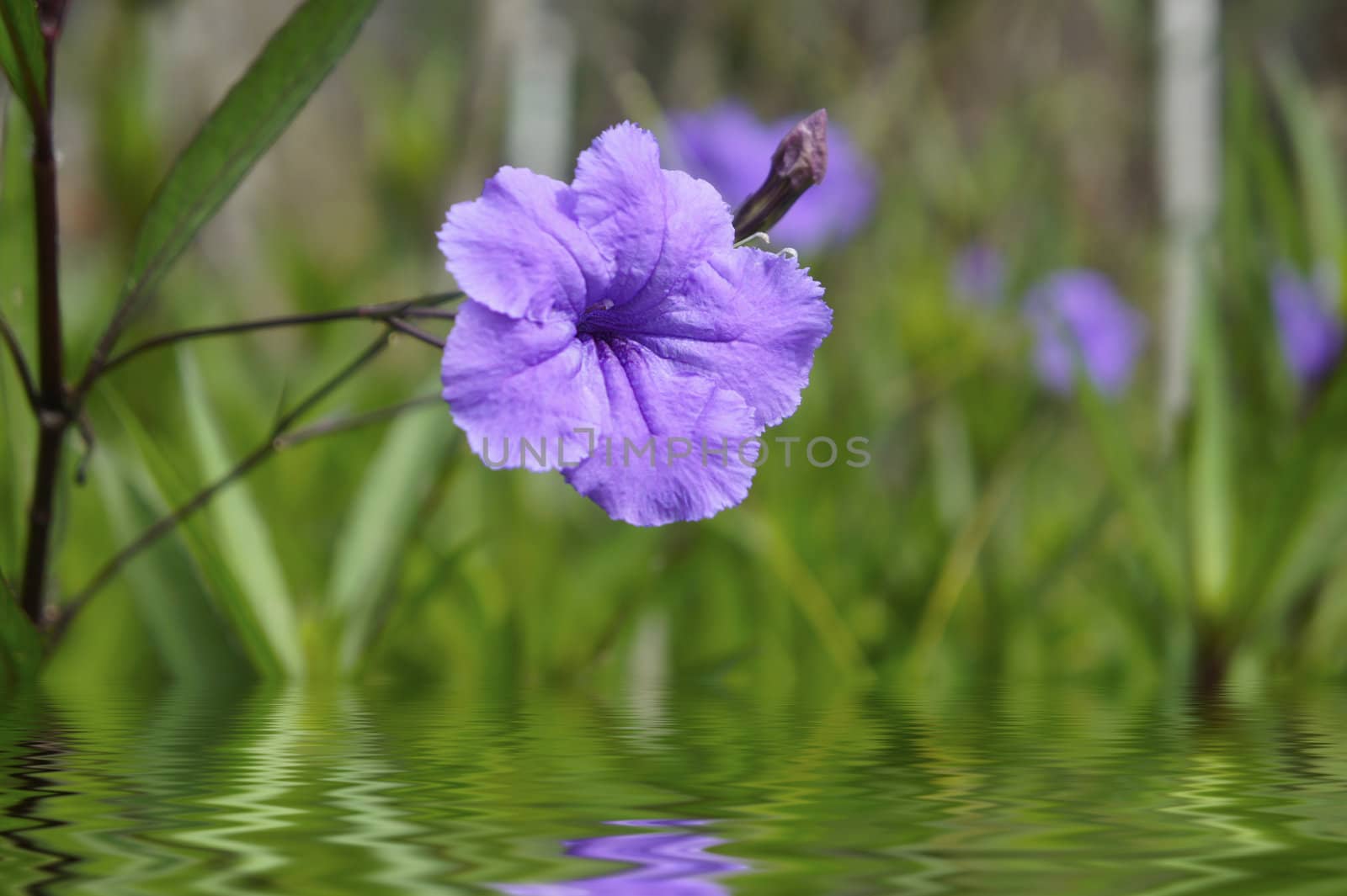 Purple flower reflecting in the water and blurred background. 