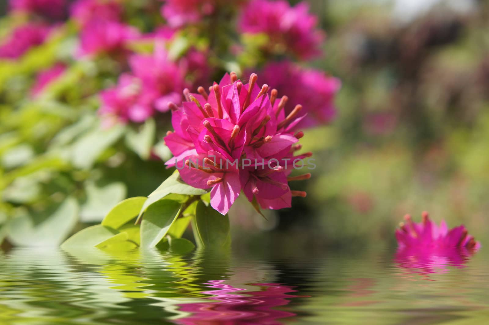Pink flowers reflecting in the water and blurred background. 