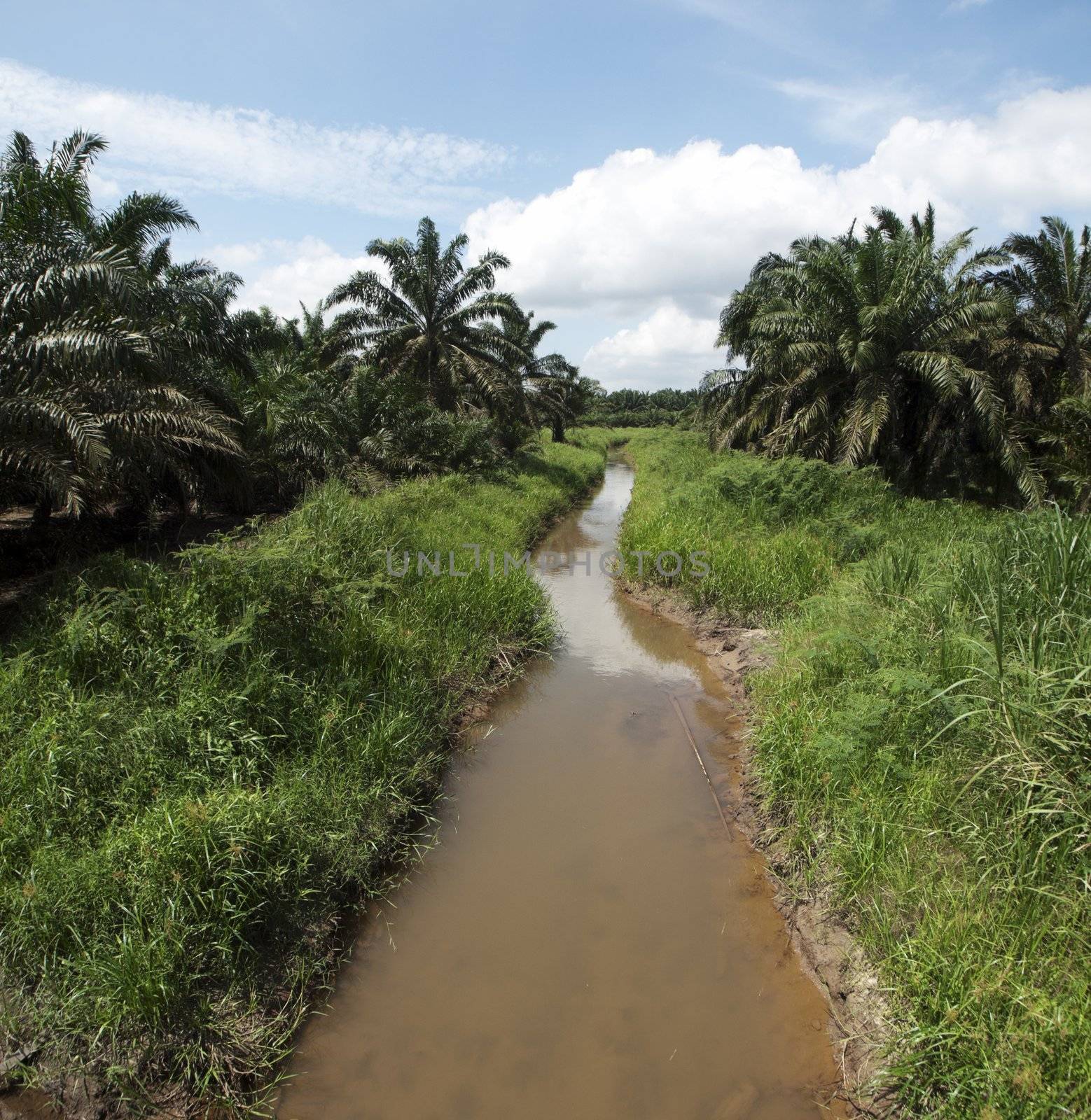 Panoramic view of a palm oil trees plantation with small water stream in Johor Malaysia