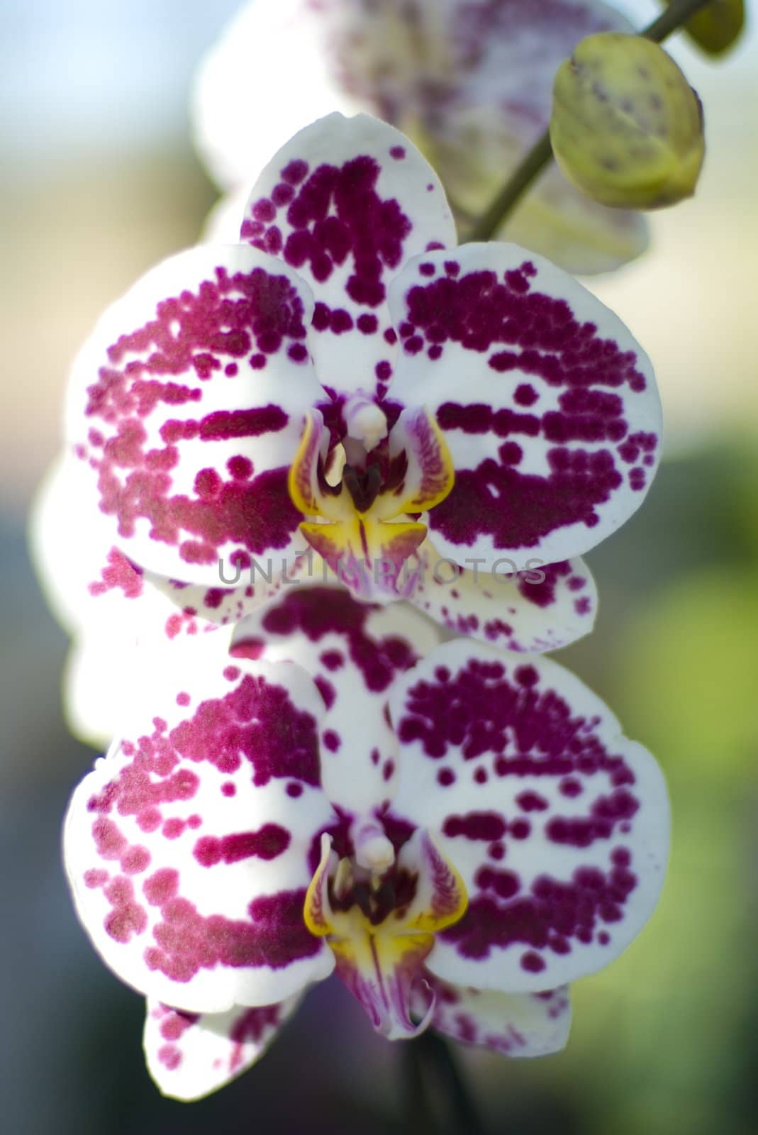 Phalaenopsis Pink white orchid flower in bloom in spring