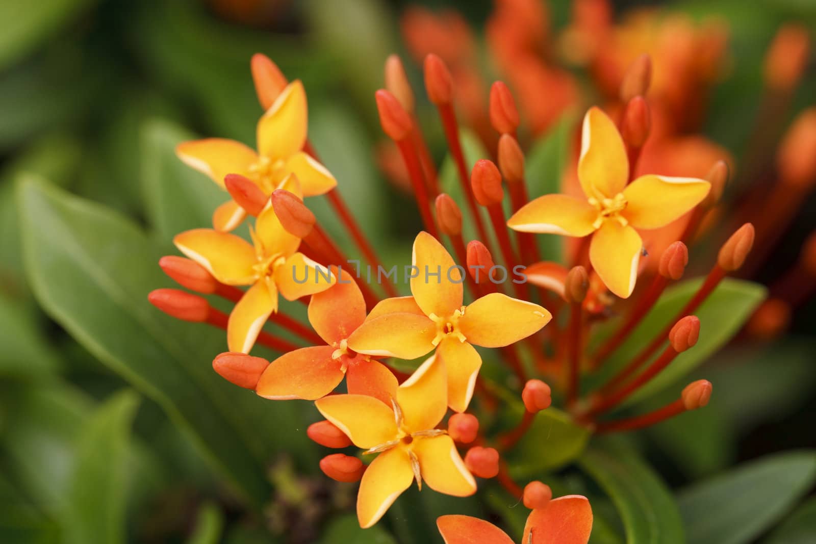 Close up bunch of red ixora flowers