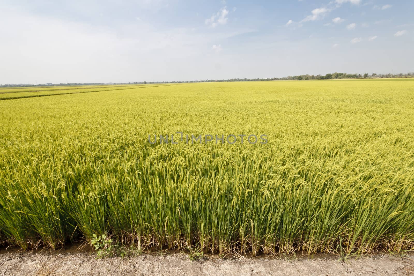 Green rice fields in Northern Highlands of Thailand