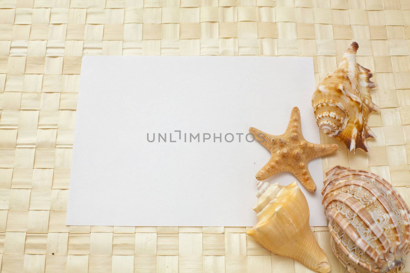 seashells on a white sheet of paper for your text