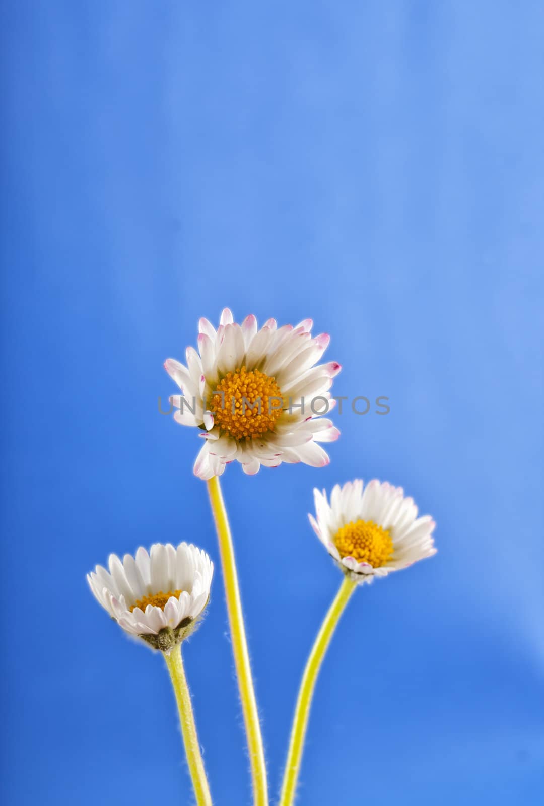 Close up of three daisies over blue background