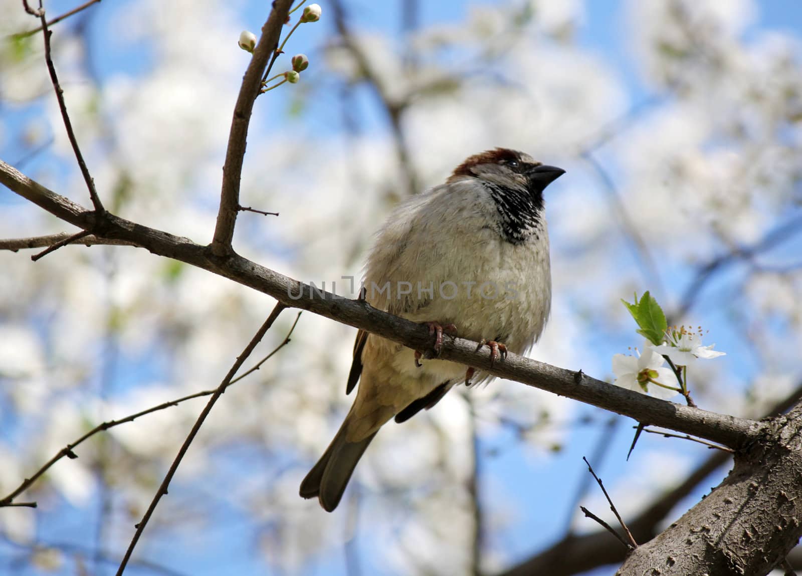 sparrow sitting on branch of cherry tree