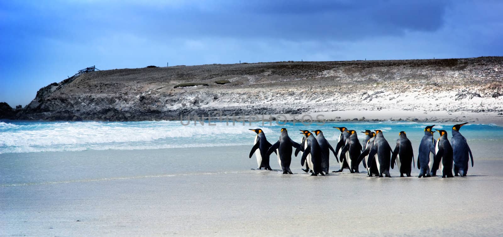 King Penguins by kwest
