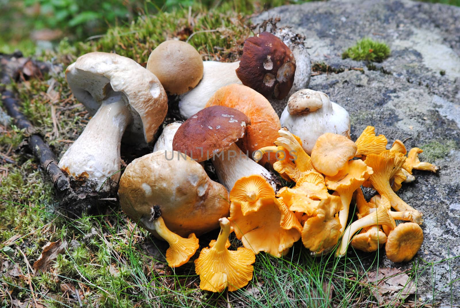 different edible mushrooms are on the rock