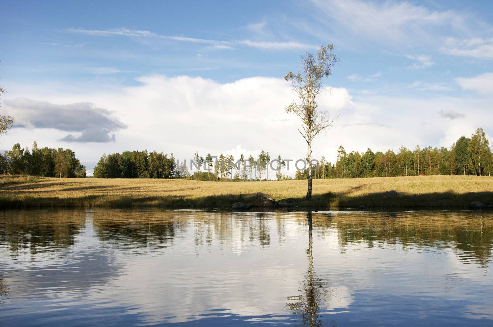 tree near the lake in the summer in Scandinavia