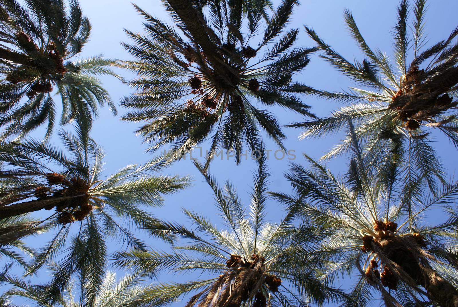 Palm trees with dates and blue sky                 