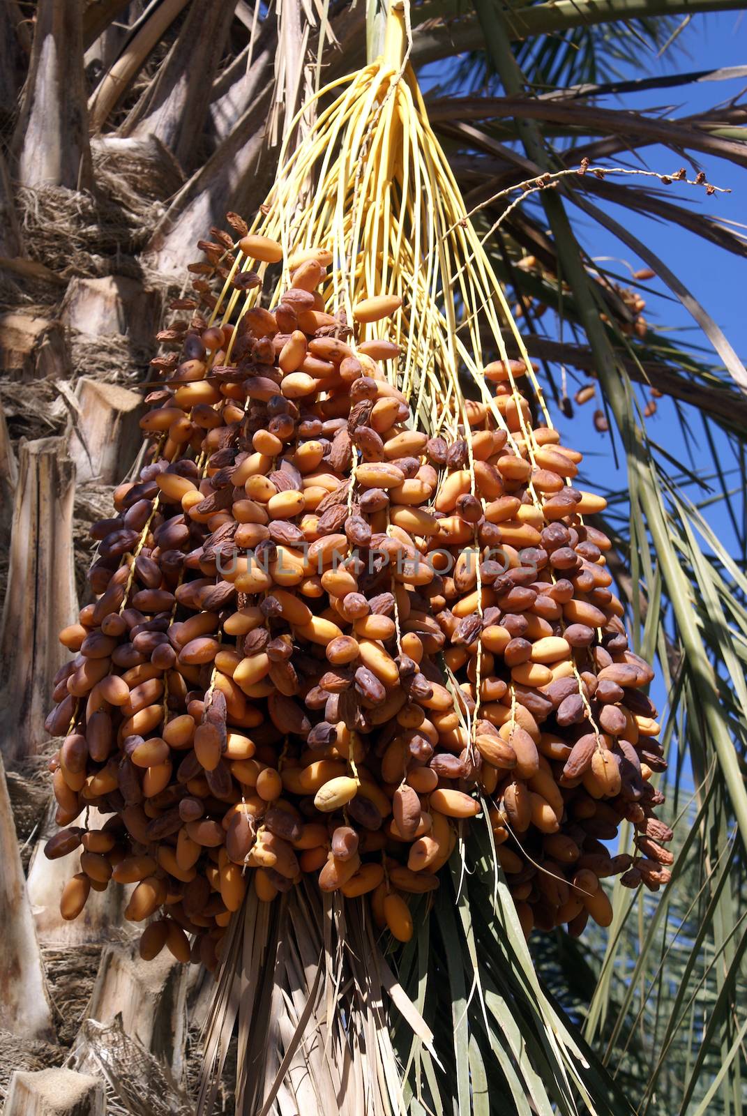 Dates on the tree by shanin