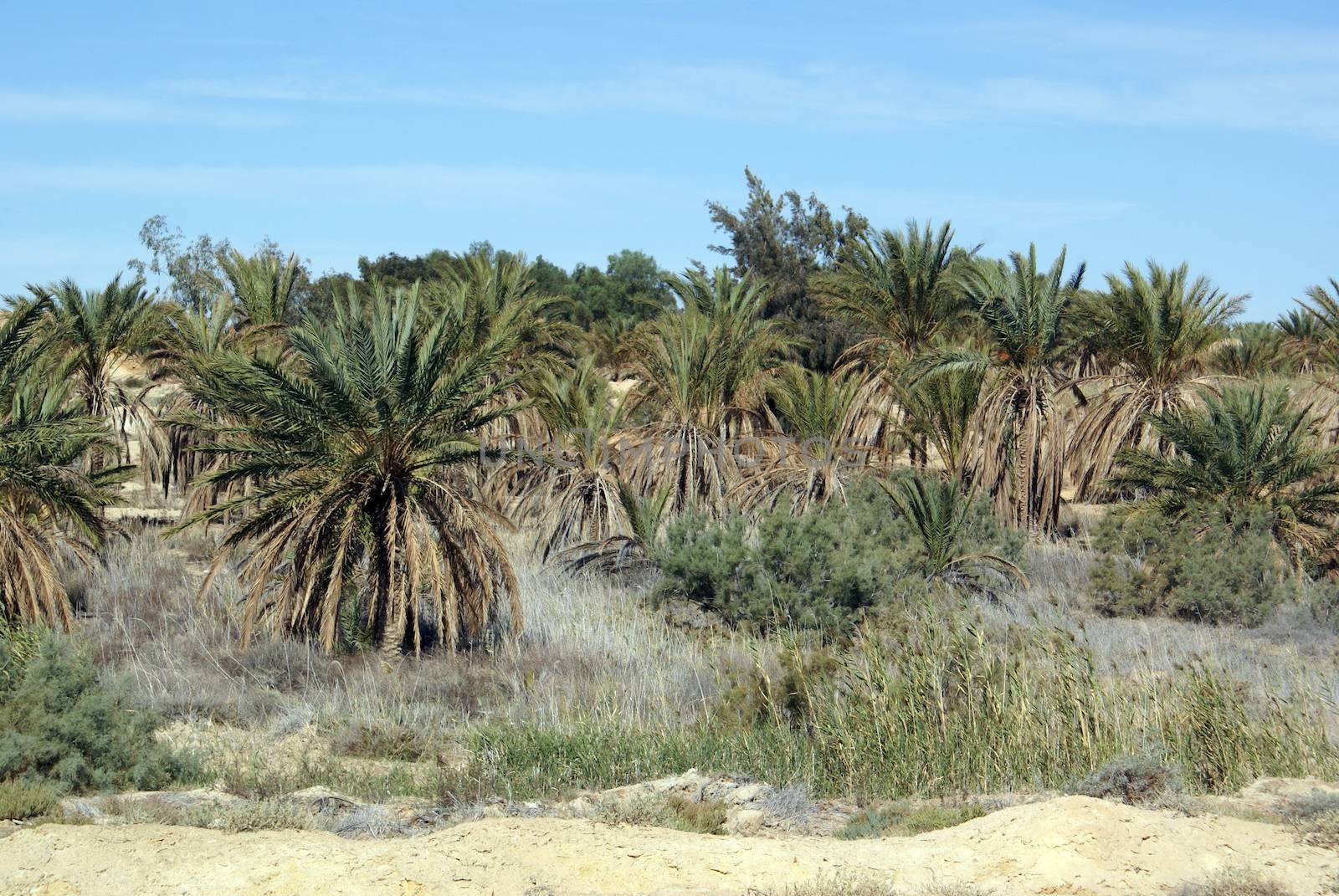 Orchard with date palm trees and desert in south Tunisia              
