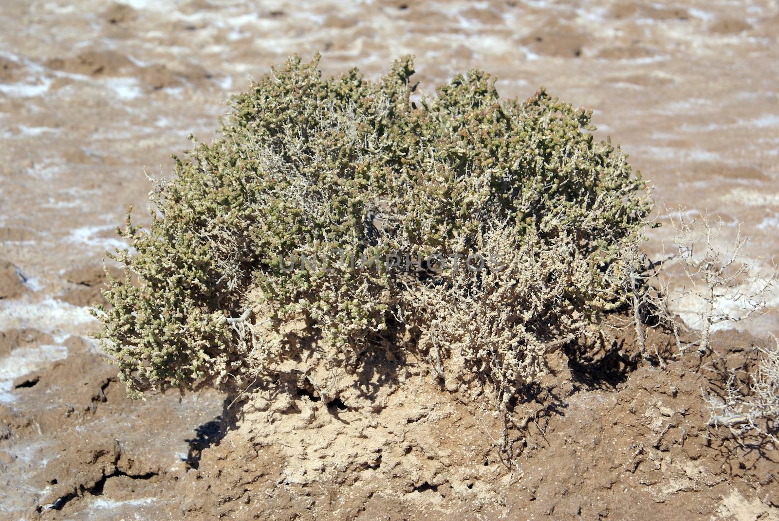 Salt, desert and green bush in Tunisia                   