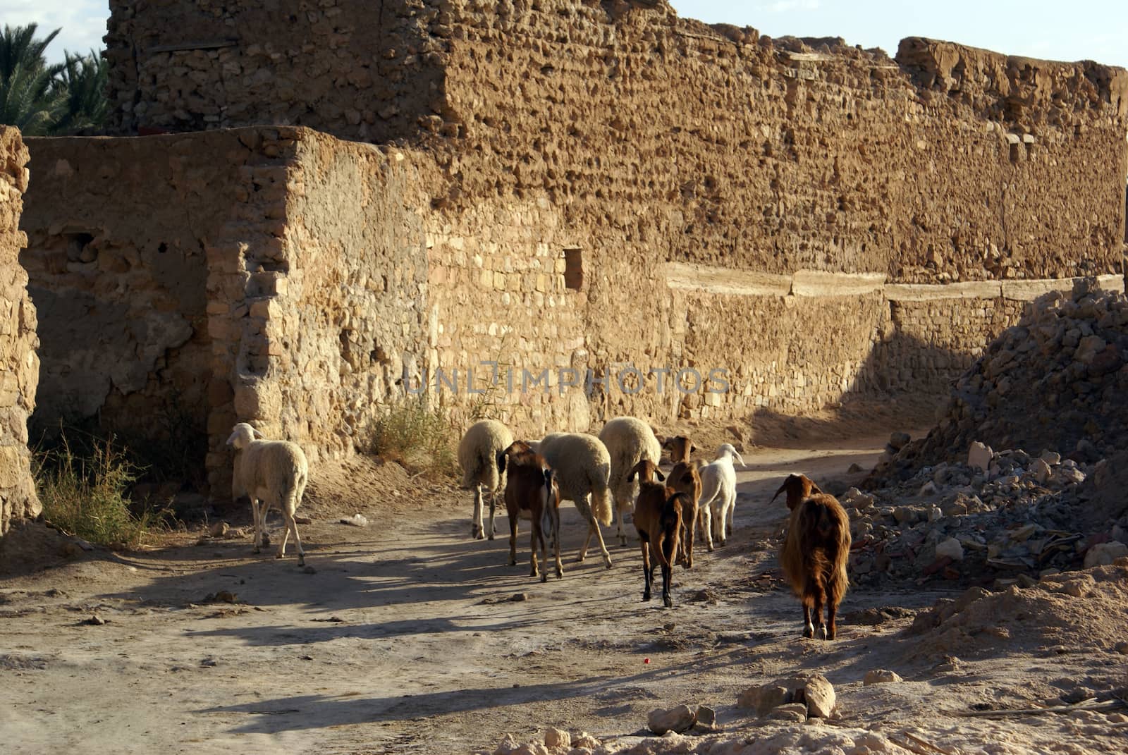 Sheep on the road and ruins of Kebili, Tunisia                