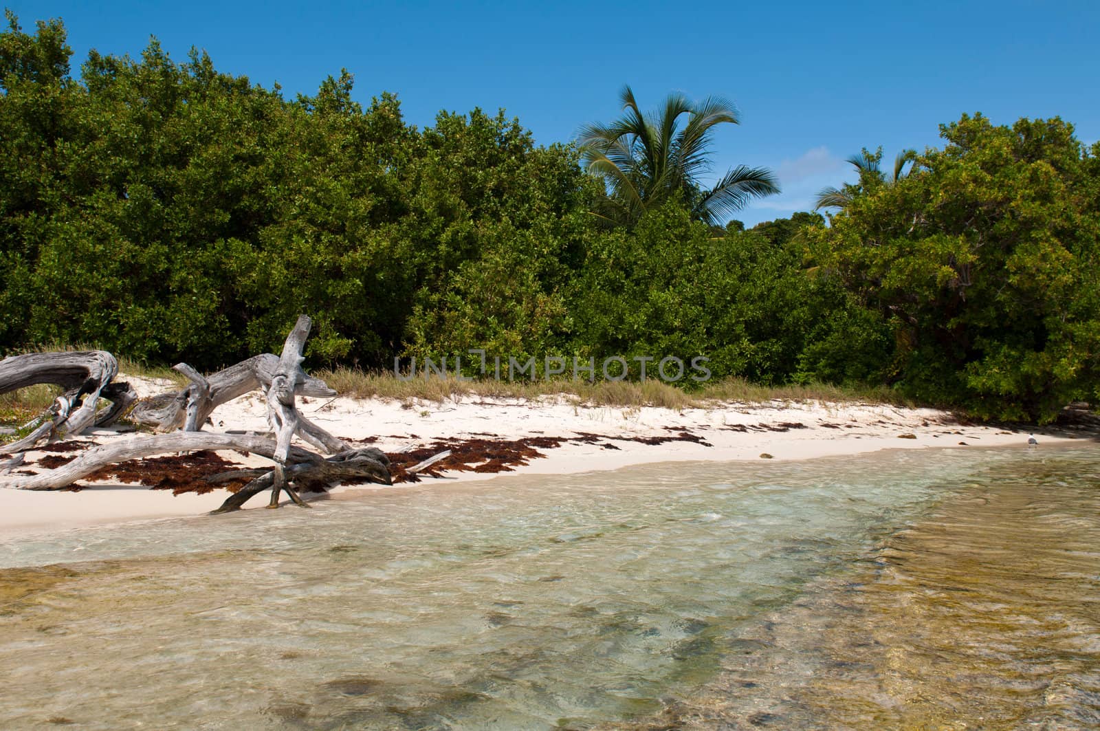 driftwood at a stunning deserted beach in Antigua, Caribbean