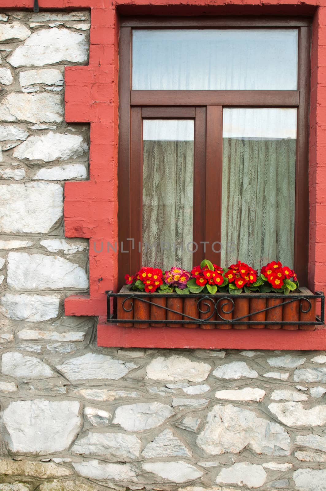 irish window with gorgeous primula piano flowers