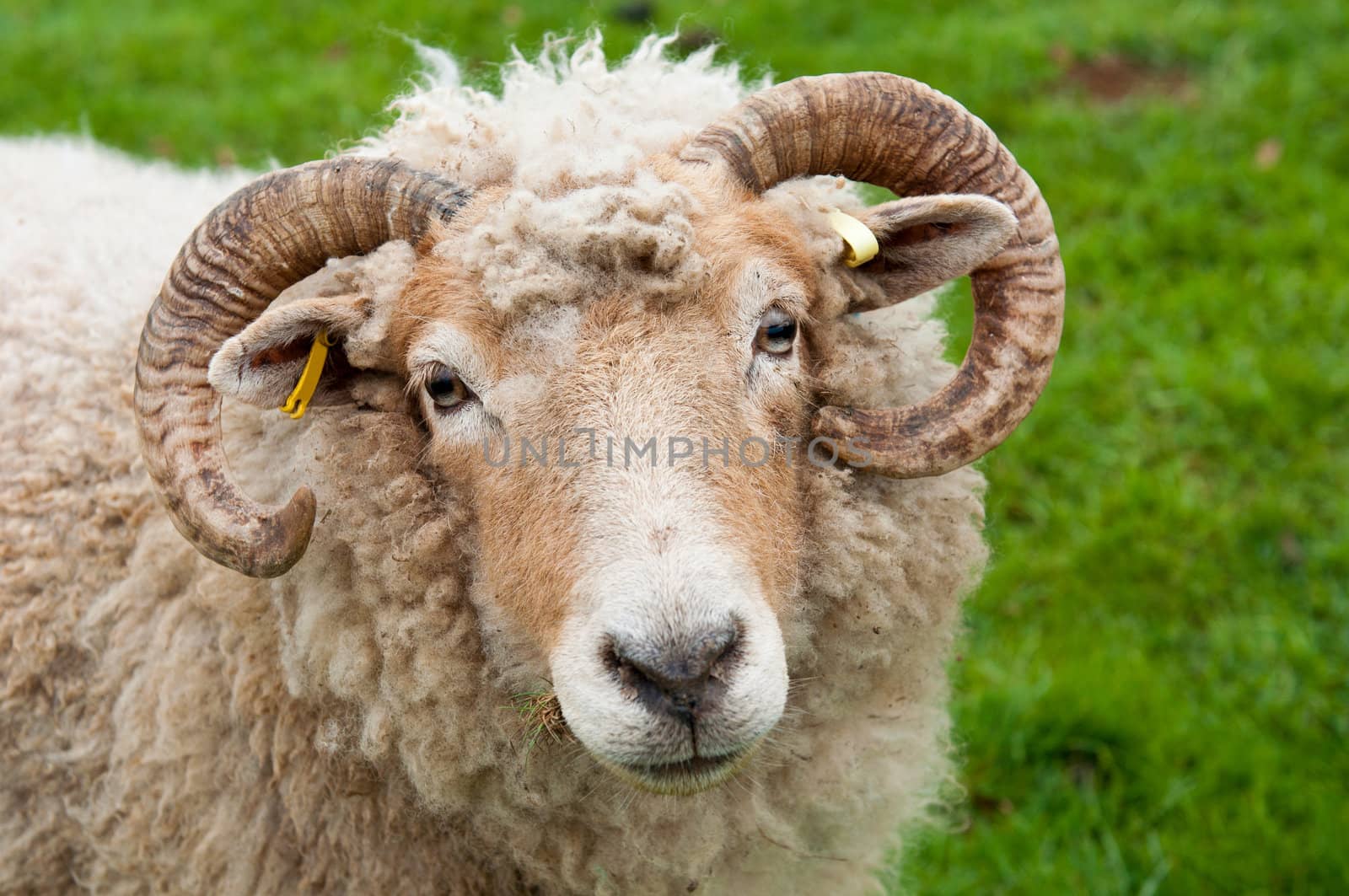 sweet sheep with horns, frontal portrait against a green grass background
