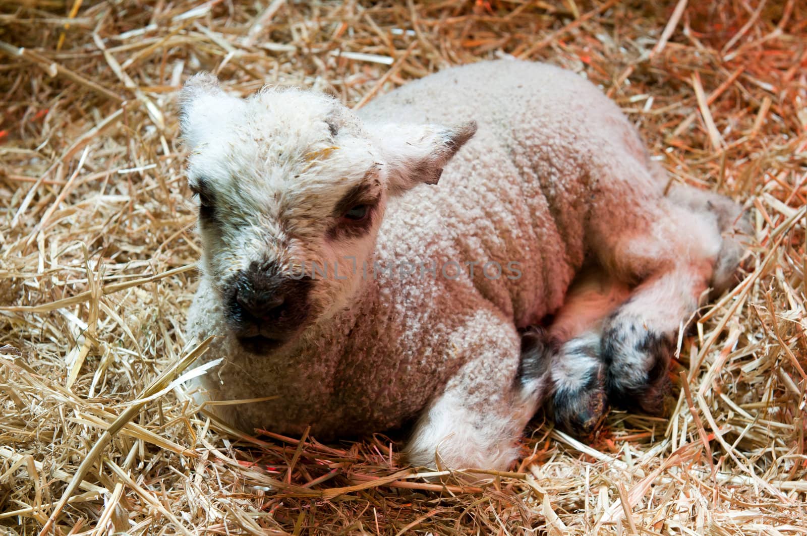 newborn lamb laying in hay (natural lighting inside a barn)