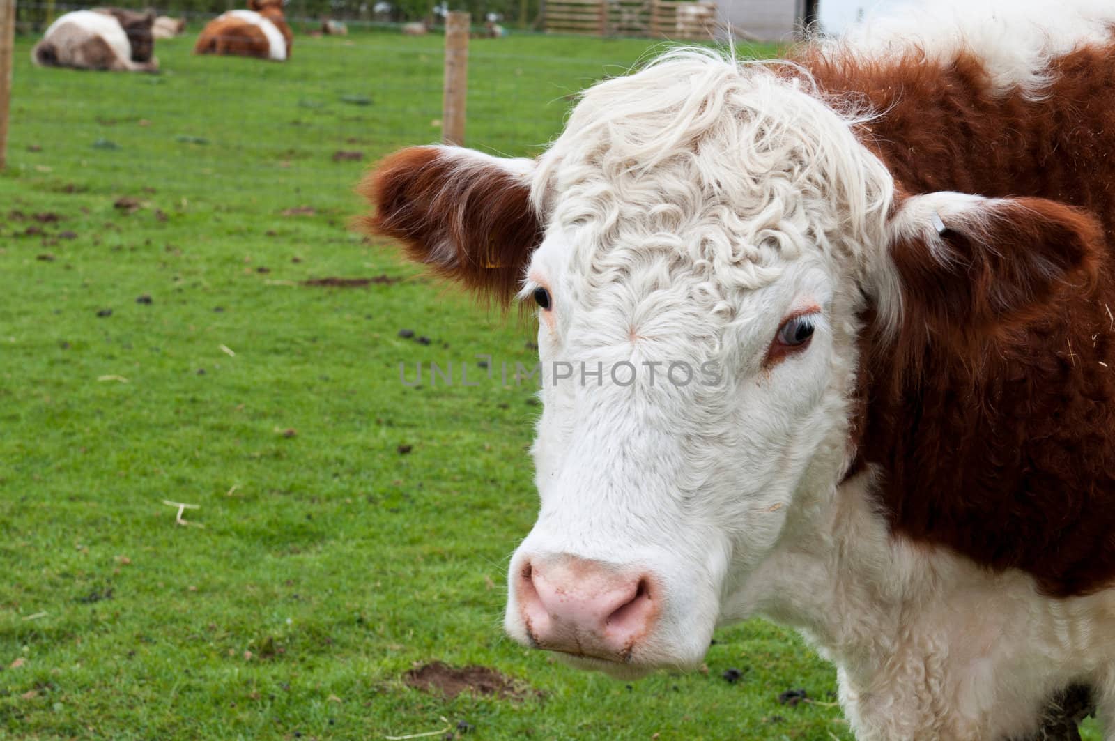 sweet cow portrait on a farm pasture (more cows laying at the background)