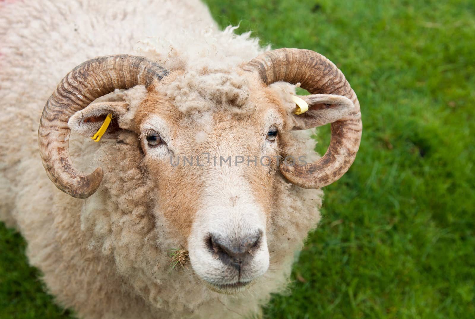 Sheep with horns by luissantos84