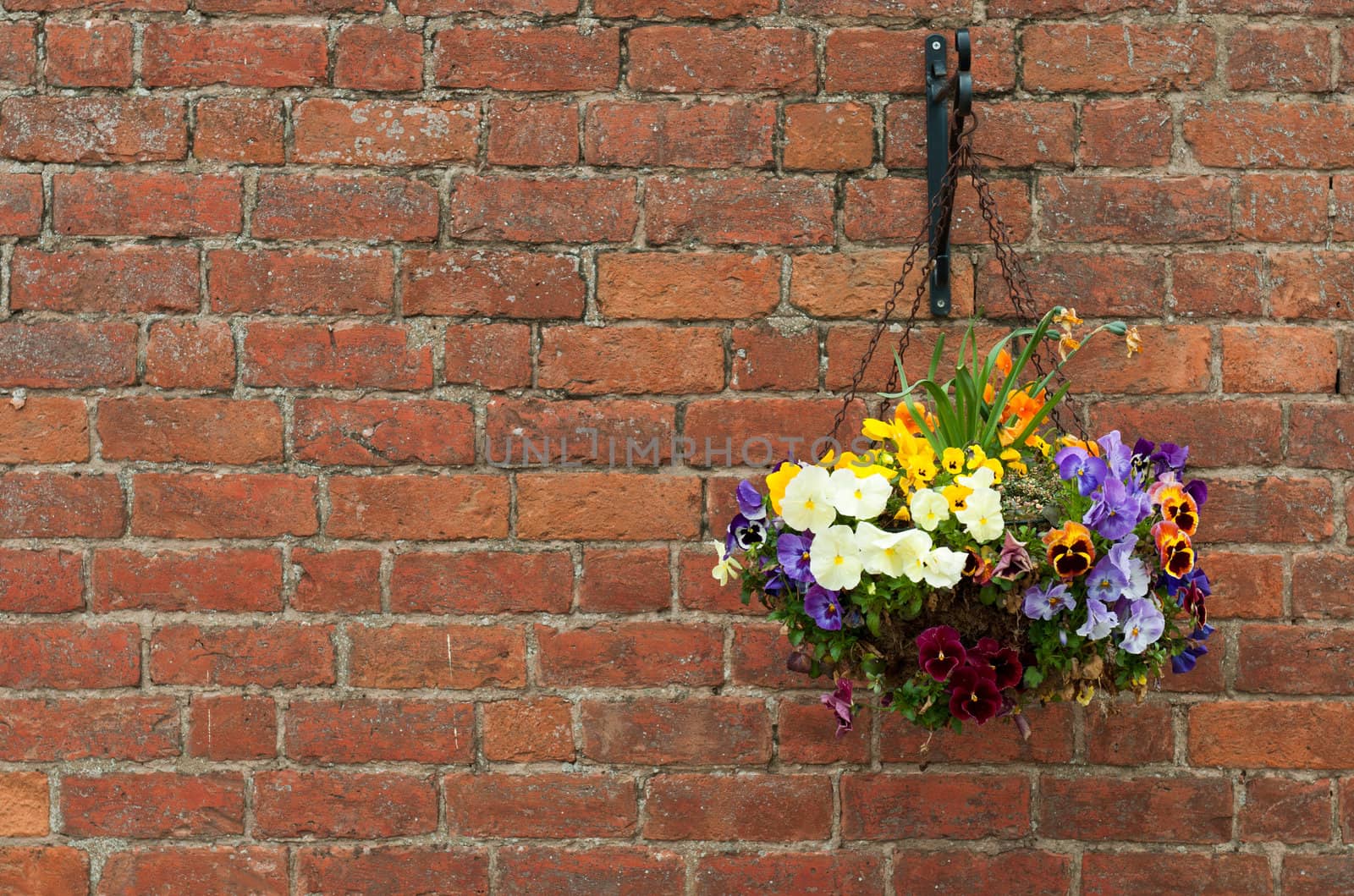 gorgeous hanging primula flowers in a pot on a brick wall background