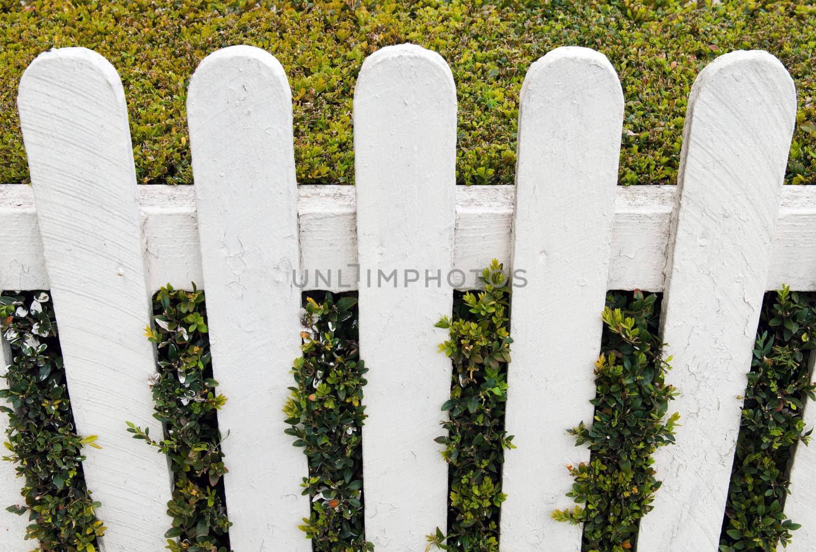 white fence with green hedge at a small house garden