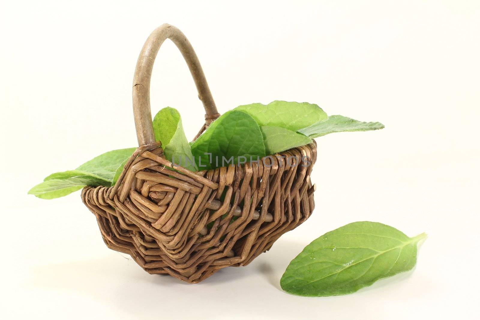 borage leaves in a basket on light background