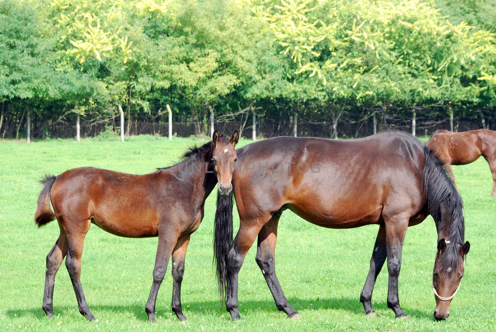 brown horse and foal