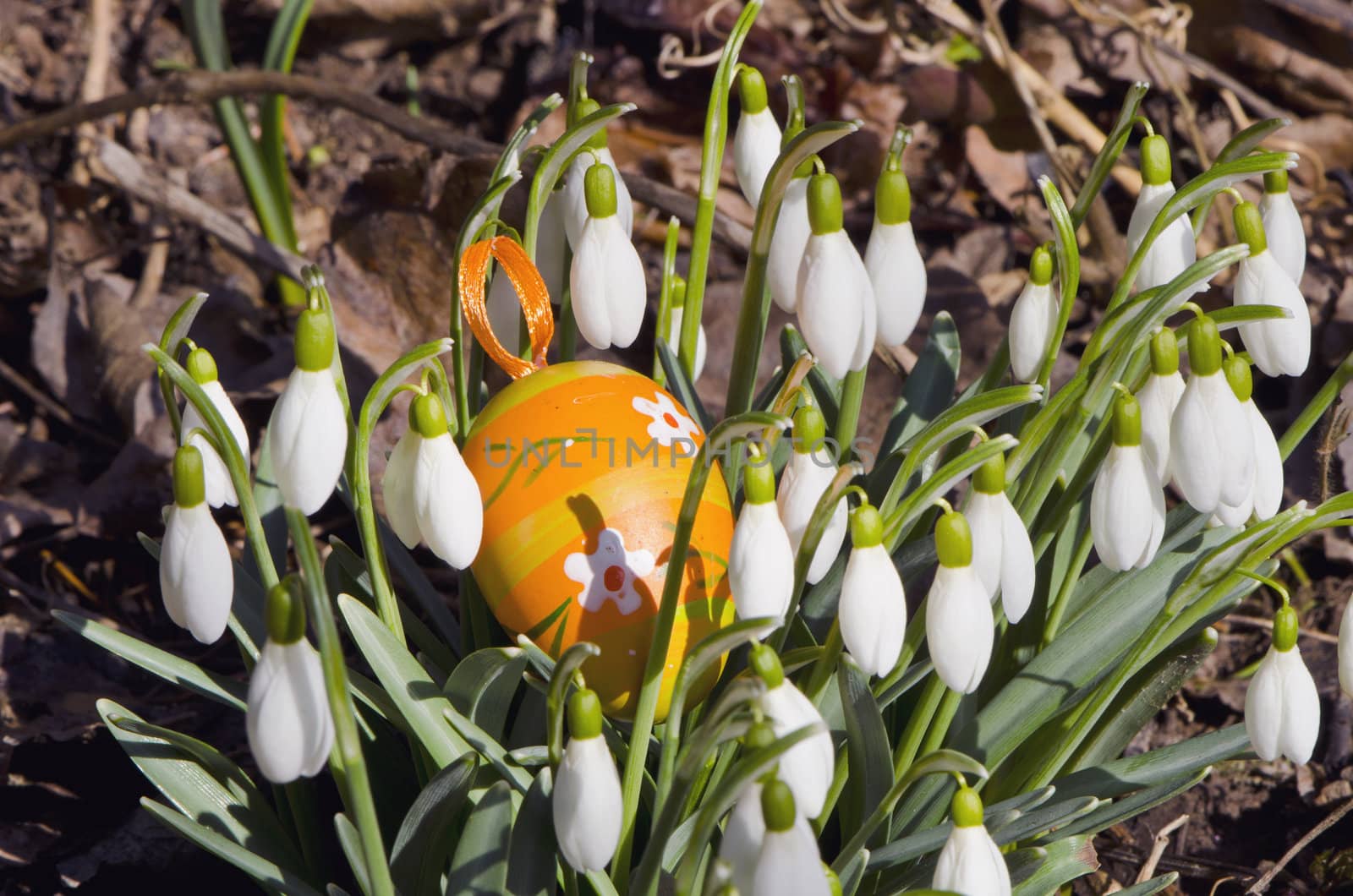 snowflakes blooms white flowers in spring and easter artificial egg.