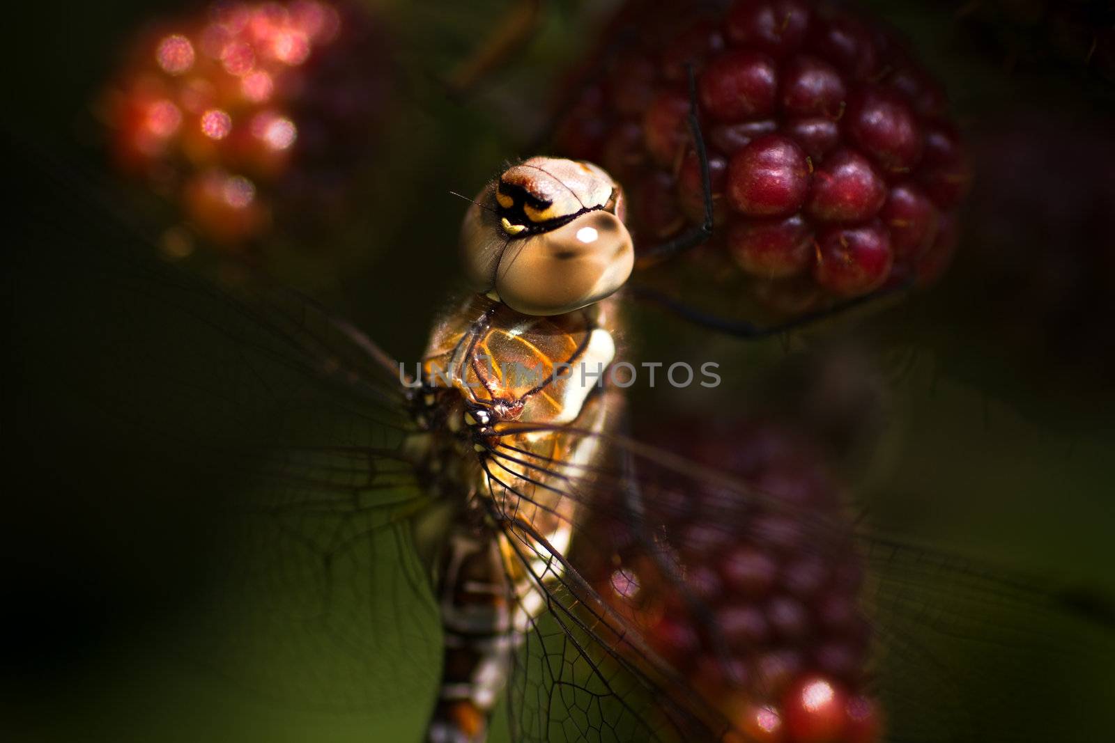 Dragonfly Migrant hawker on brambleberries by Colette