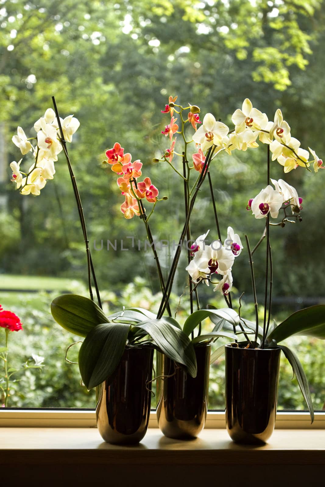 Plant pots with Moth Orchids in window by Colette