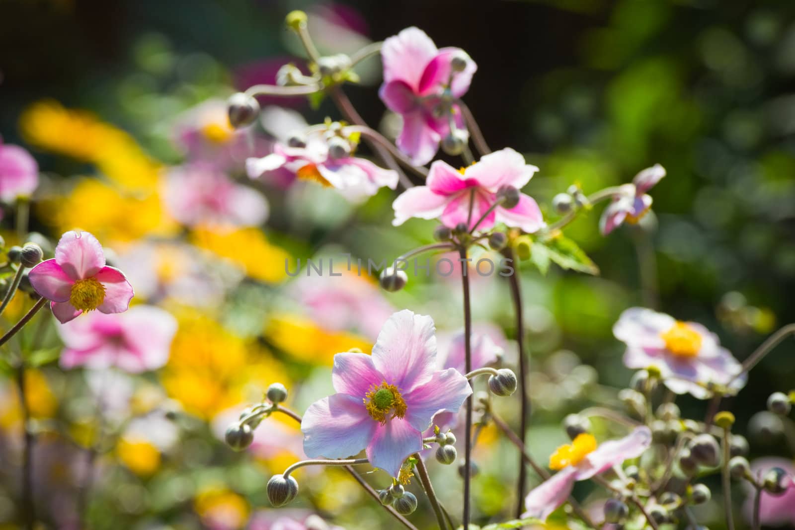 Pink Japanese Anemone or Anemone japonica flowers blooming in summer with background of yellow flowers - horizontal