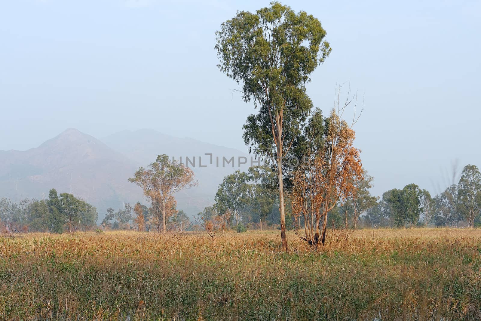 foggy morning sunny landscape with tree, grass 