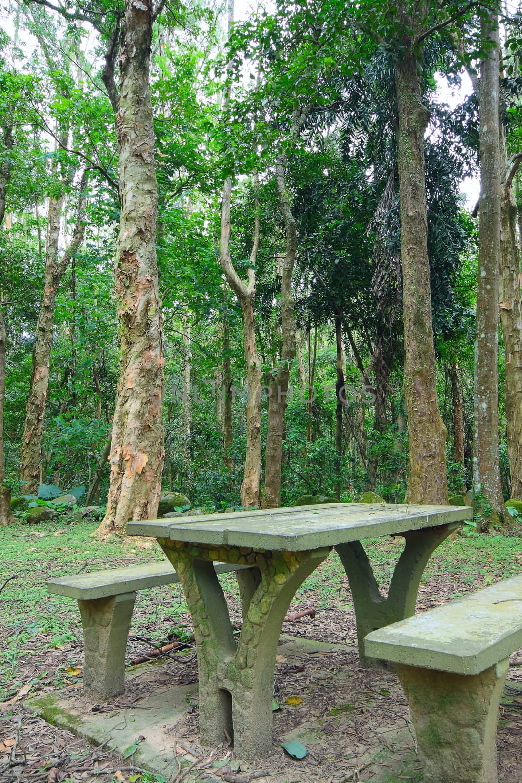 Picnic place in forest by cozyta