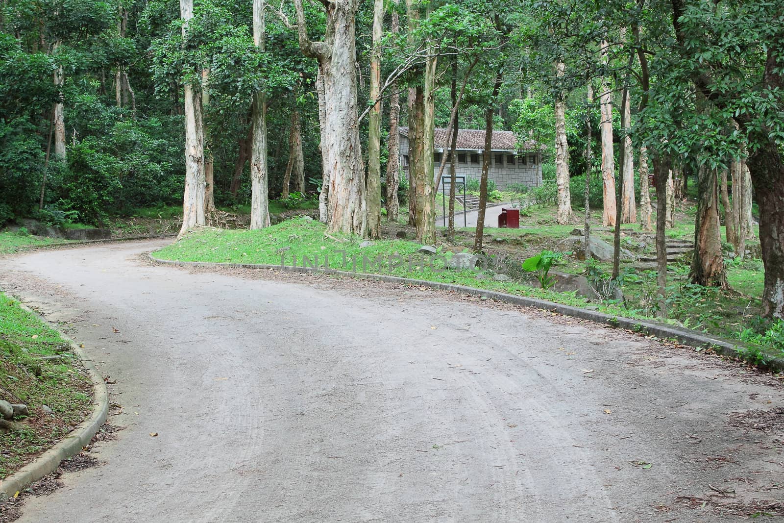 car road in forest