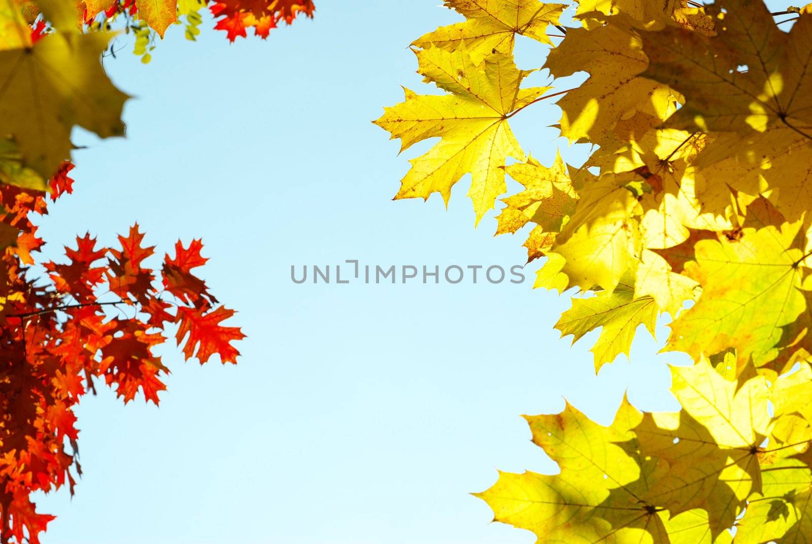 autumn leaves background in a sunny day