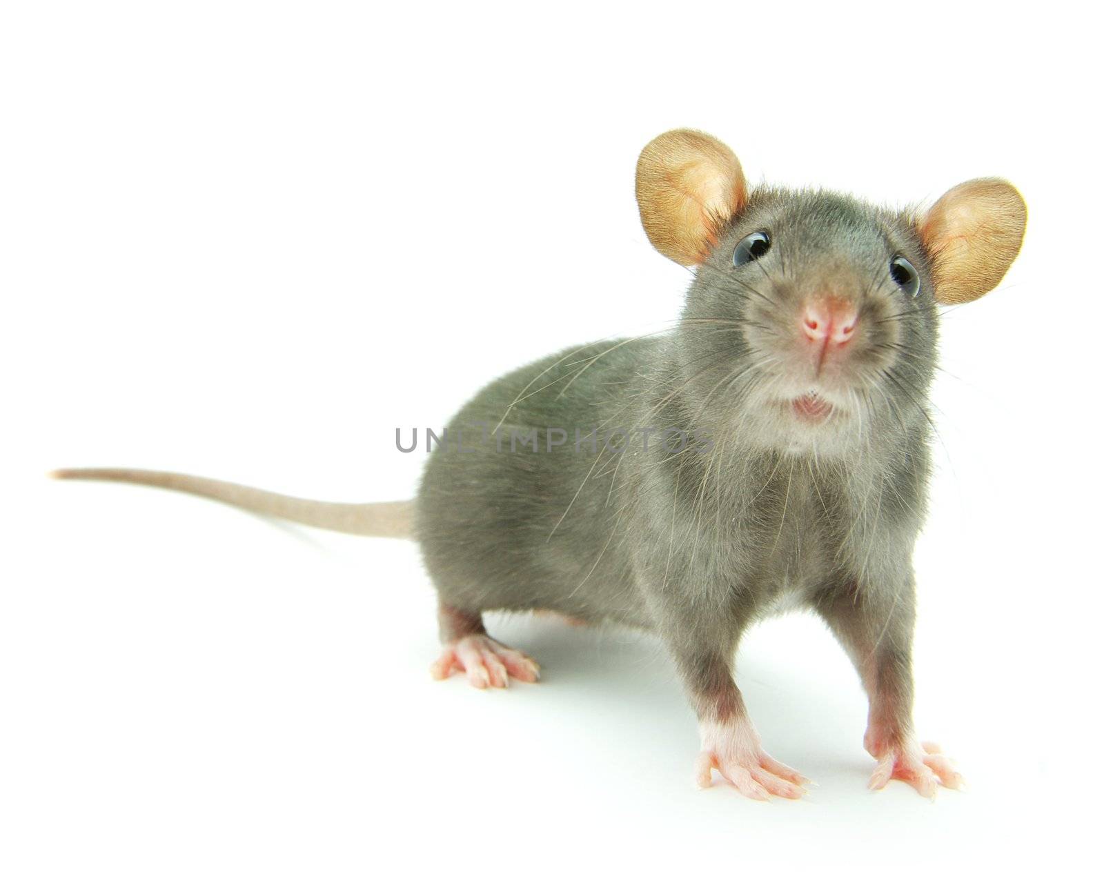 funny rat  isolated on white background