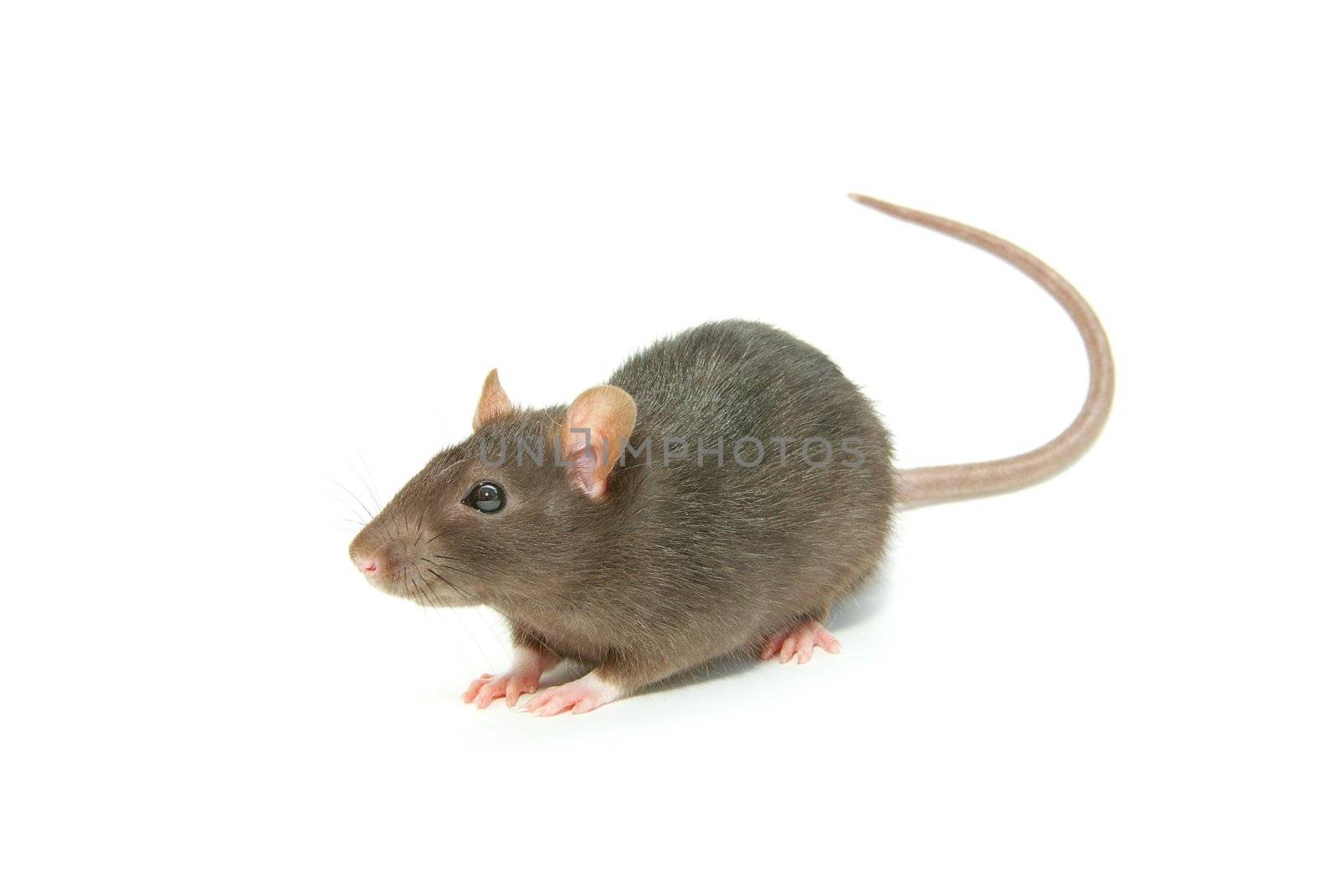 funny rat  isolated on white background