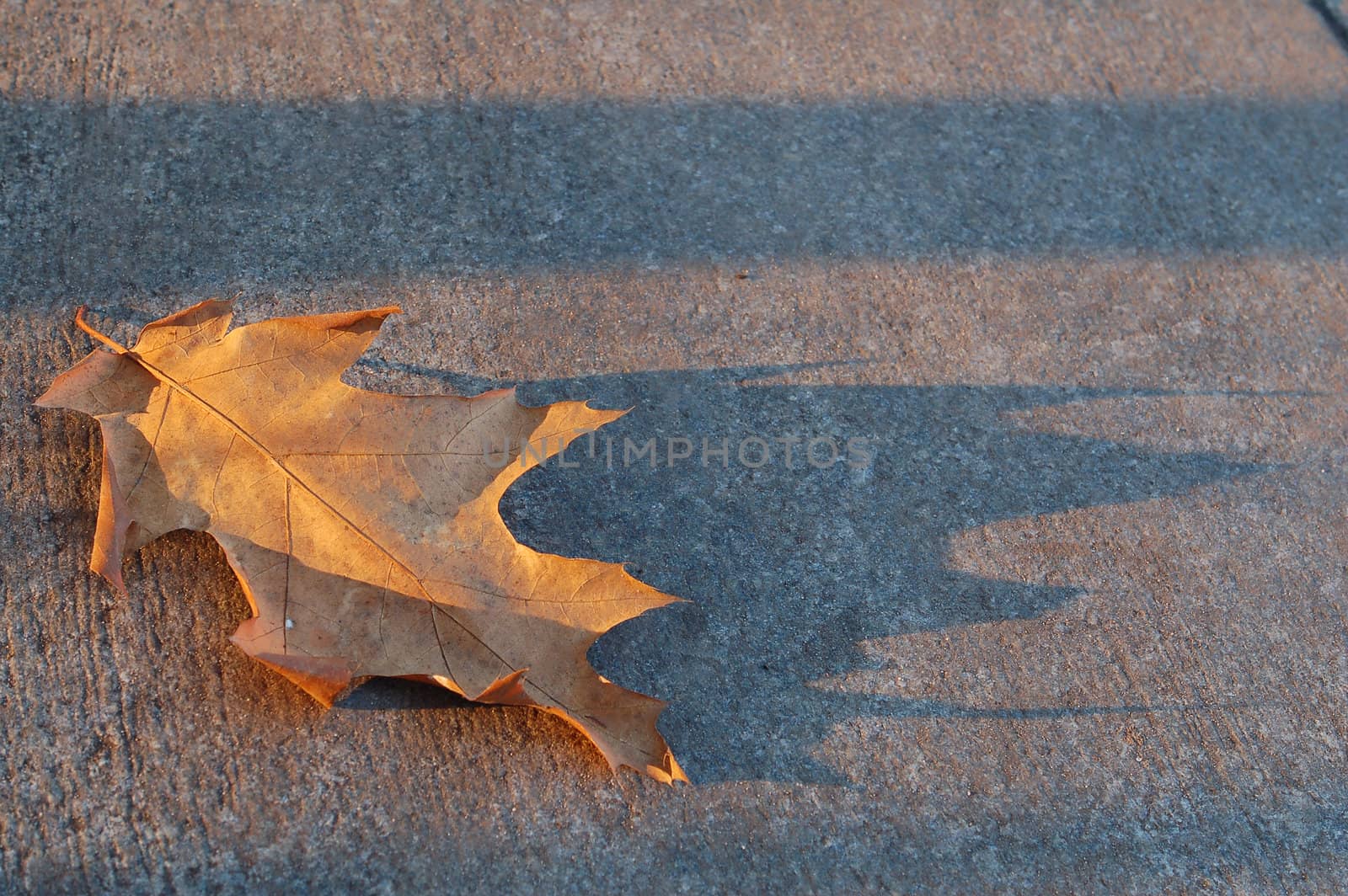 allen maple leaf with long shadow