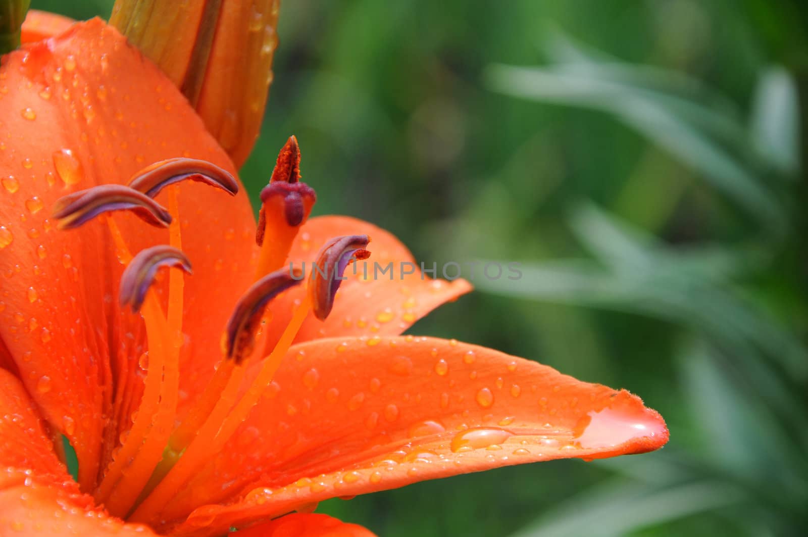 lily closeup with drops