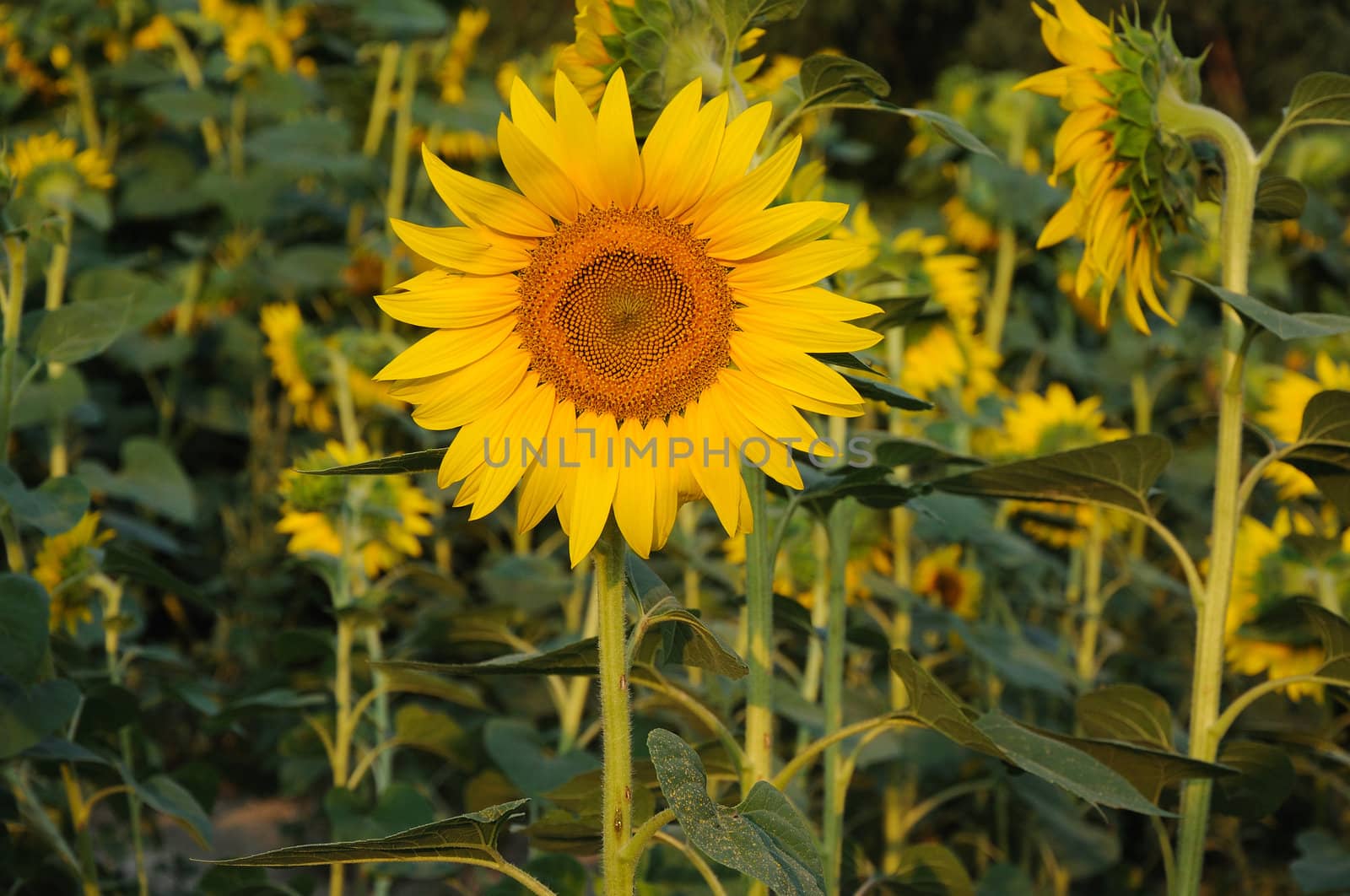 Sunflower looking opposite direction