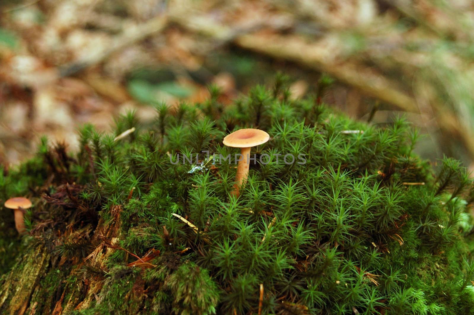 Little toadstool in green moss