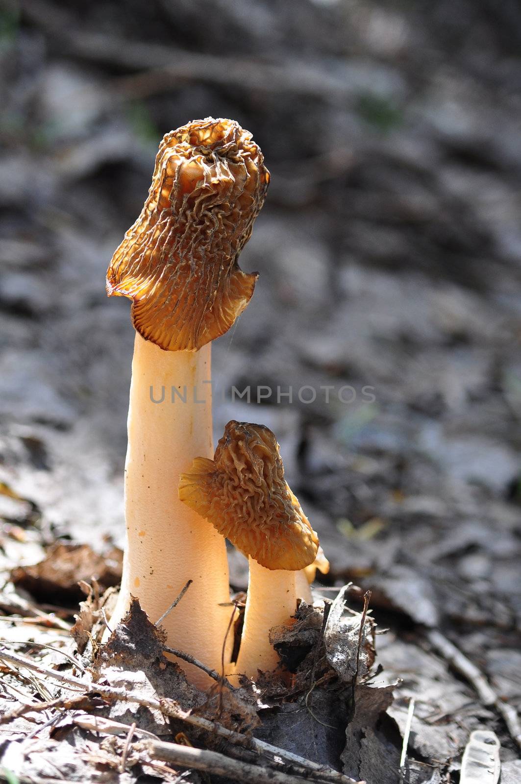 Pair of spring morels