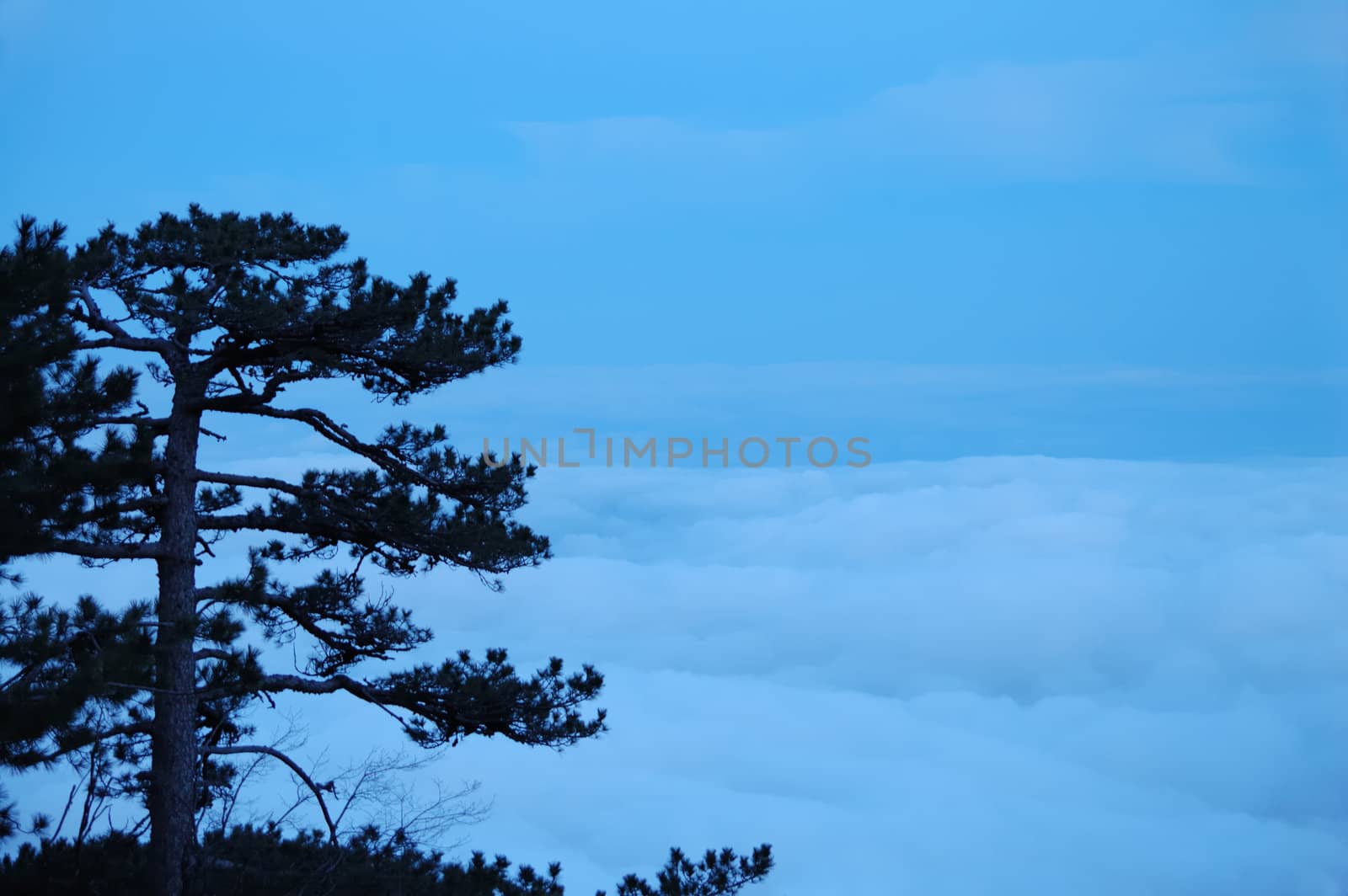 Night view of pine above the clouds