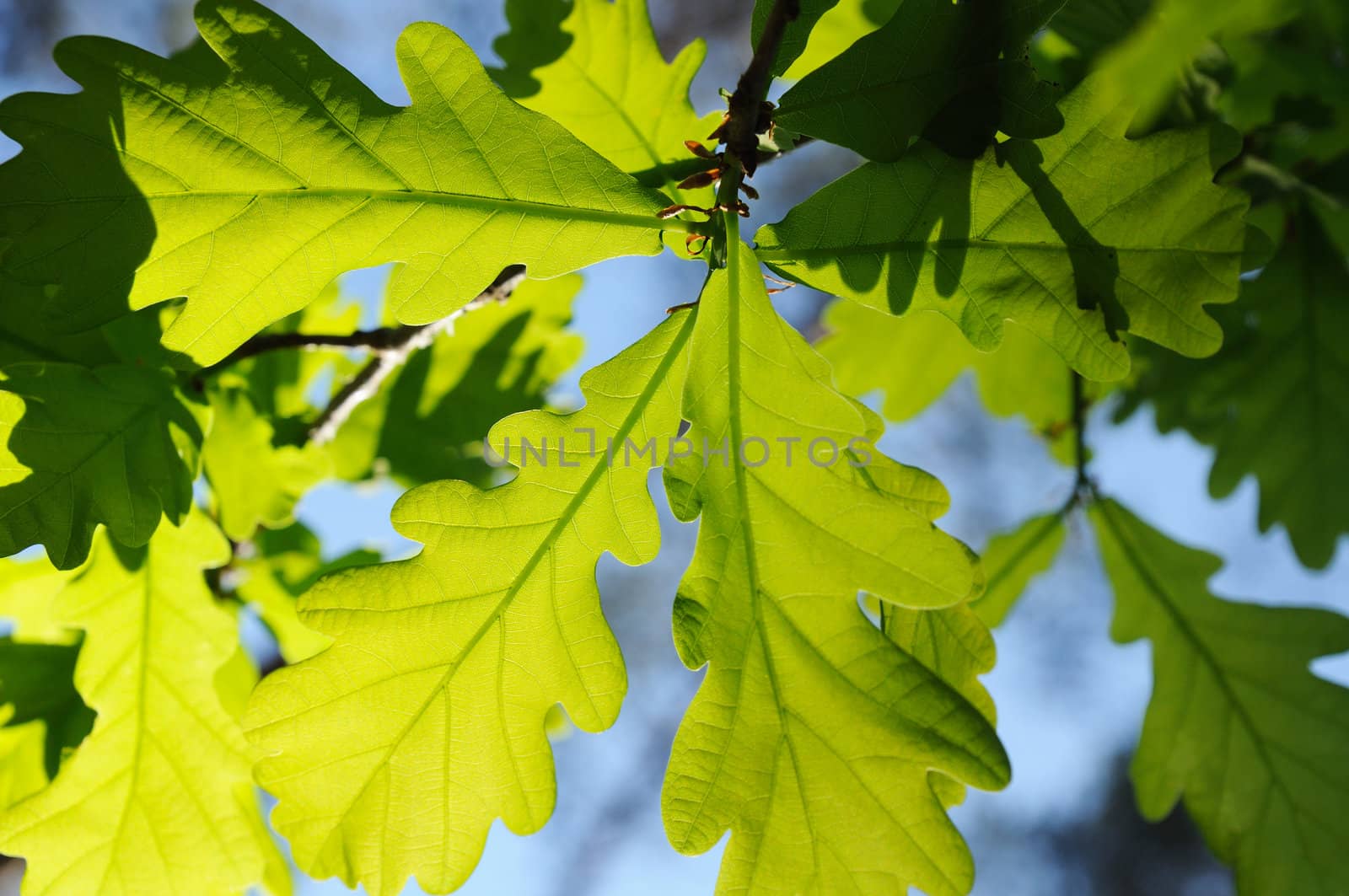 oak leaves background. sunlight through green foliage