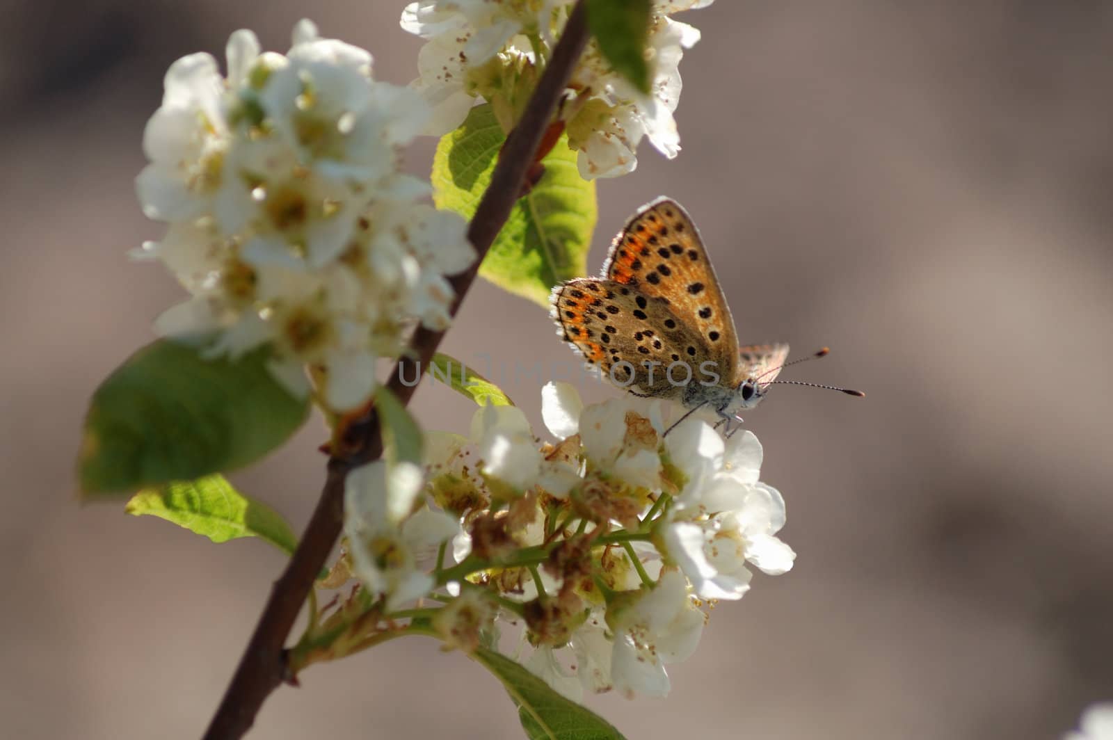 lovely butterfly on blooming twig of cherry